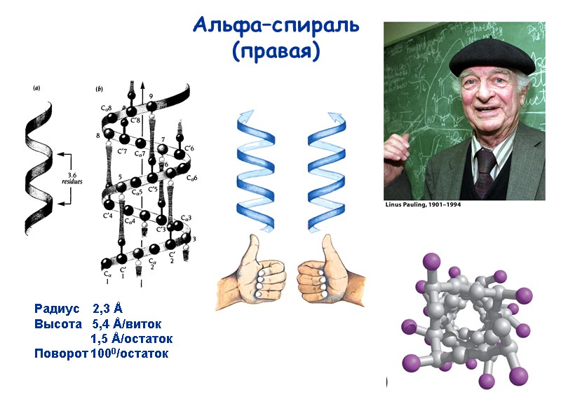 30 Радиус    2,3 Å Высота   5,4 Å/виток  